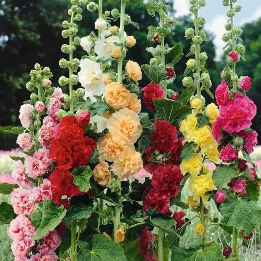 Hollyhock™ Imported Hollyhock Flower Seeds (100gm pack)